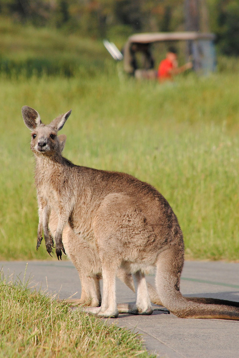 Victoria. Australien. Luxusreisen